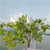 Cượ