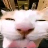 Gam