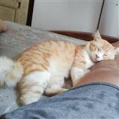 Sal