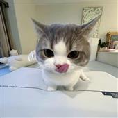 Ngô