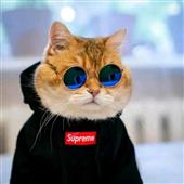 Soi