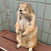 Giả