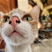 Ali