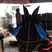 biể