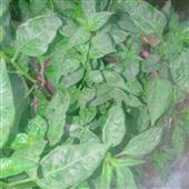 Bầu