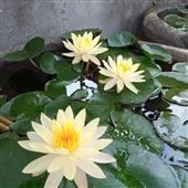 Giả