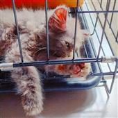 Lịc