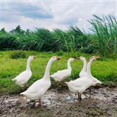 Cỏ 