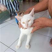 Luậ