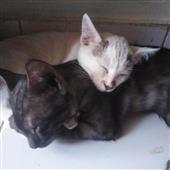 Kèo