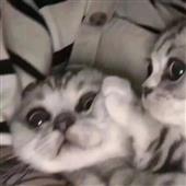 Kèo