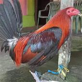 Giả