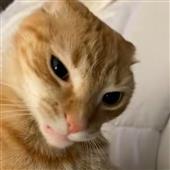 Lịc