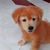 Giả
