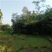 Ứng