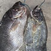 Trự