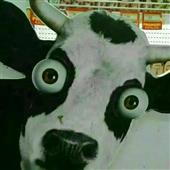 Cá 