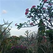 Trự