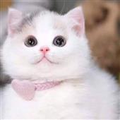 Ru-