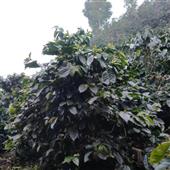 CUỘ