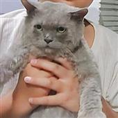 Tướ