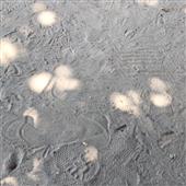 Xì 