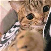 Giả