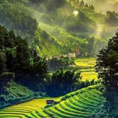 Giả