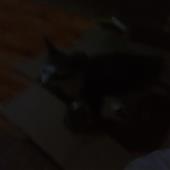 Med