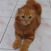 vòn