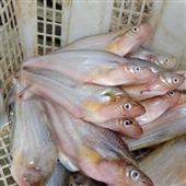 Soi