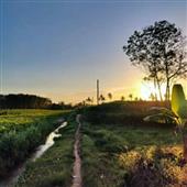Thể