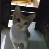 Cuộ