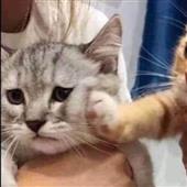 Chơ