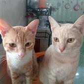 Kết