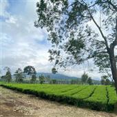 Luậ