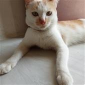 Chú