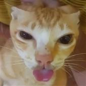 Kèo