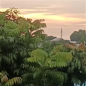 Dạ 