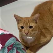 Kết