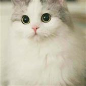 Vận
