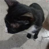 Tra