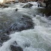 Dự 
