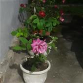 Pla
