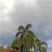 Bản