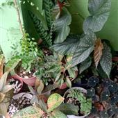 Bản