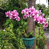 Trự