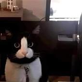 Bon