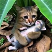 Tải