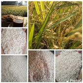 Trự